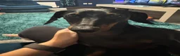 Miniature Dachshund dogs for sale: Miniature Dachshund- 4 Years old  - Advert 3