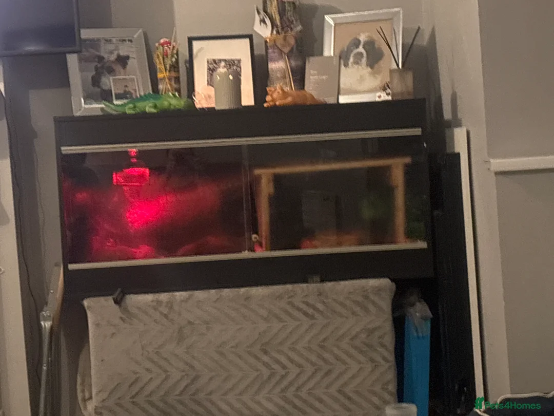 Python Snake reptiles for sale: Ball python snake - Advert 2