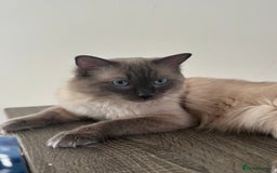 Ragdoll cats for sale: Ragdoll kitten  - Image 6