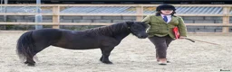 Shetland pony horses for sale: Stunning registered standard Shetland mare - Advert 3