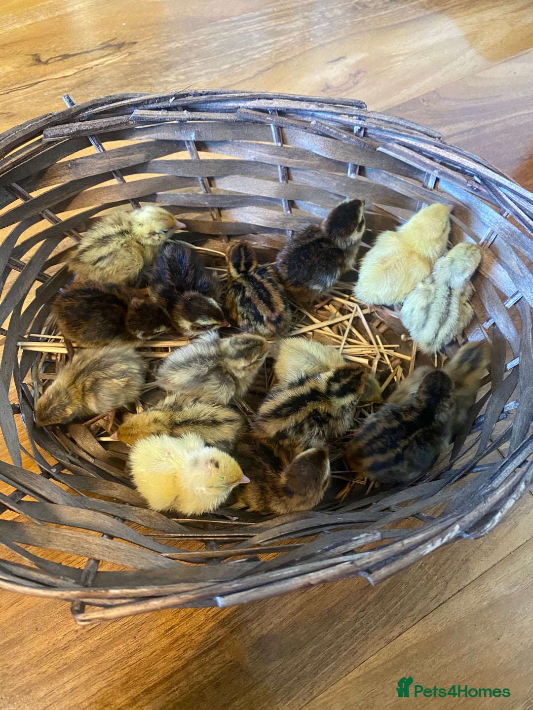 Quail poultry for sale: Day old quails - Image 3