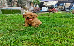 Cockapoo dogs for sale: Cockapoo - Image 13