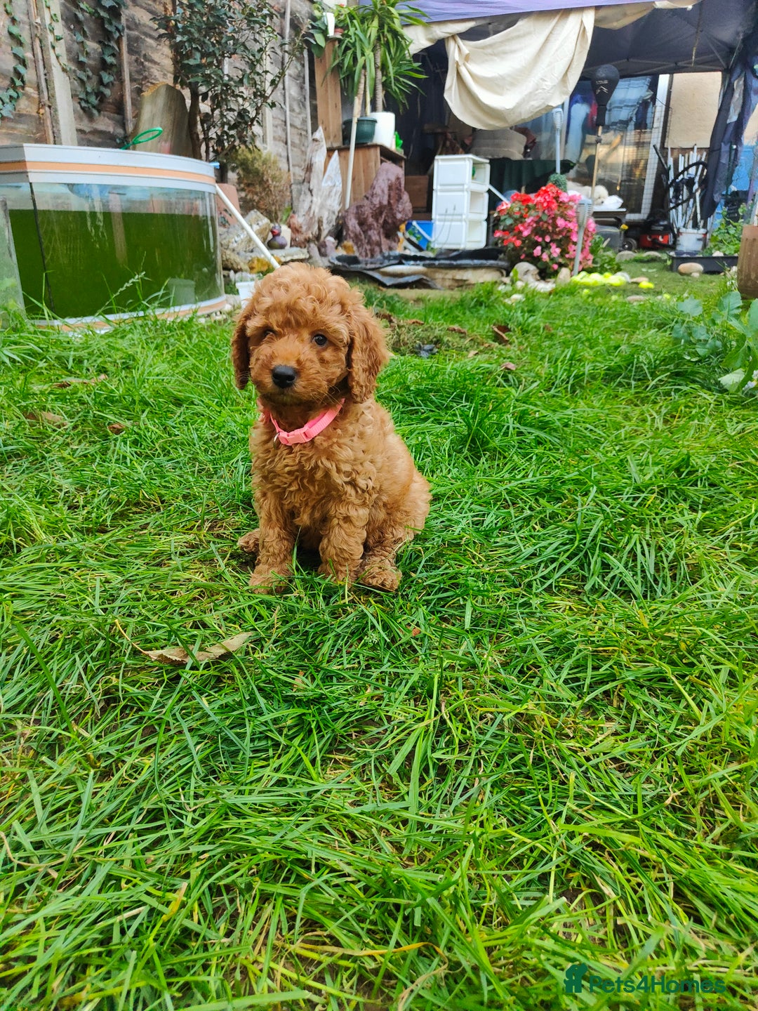 Cockapoo dogs for sale: Cockapoo - Image 13