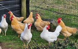 Chickens poultry for sale: Hybrids and bantams for sale - Image 5