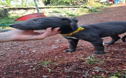 Greyhound dogs for sale: 💙READY TO GO💙 1 pup left - Irish Greyhound  - Image 10
