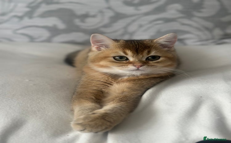 British Shorthair cats - Advert 2