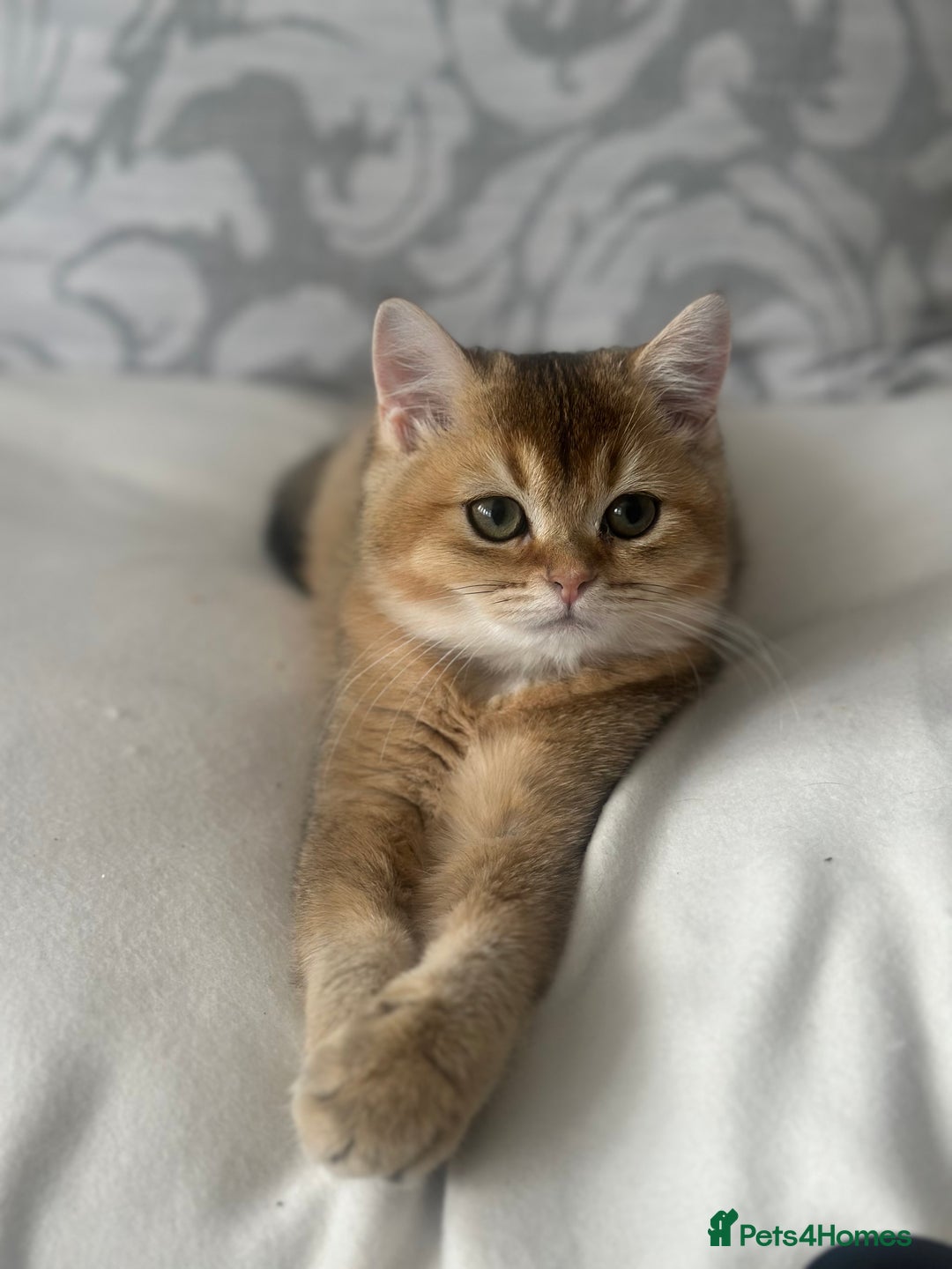 British Shorthair cats for sale: BSH Golden kittens  - Image 1