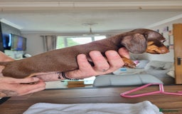 Dachshund dogs for sale: 4 beautiful miniature dachshunds. - Image 12