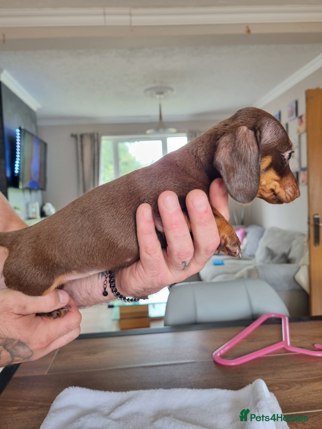 Dachshund dogs for sale: 4 beautiful miniature dachshunds. - Image 12