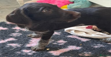 Mixed Breed dogs in Cumnock - Advert 2
