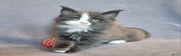 Maine Coon cats for sale: Gorgeous TICA register kittens - Advert 3