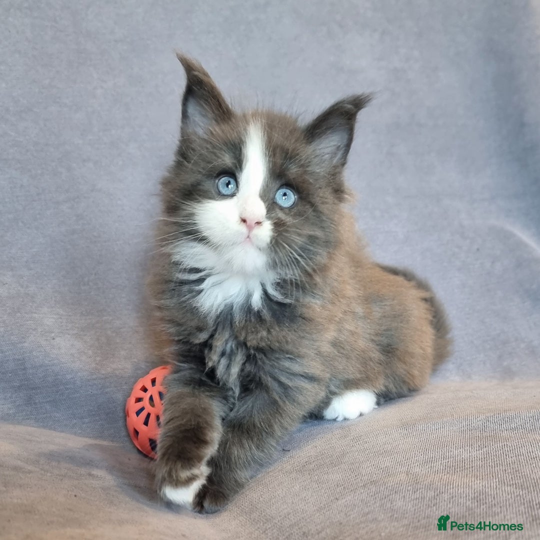 Maine Coon cats for sale: Gorgeous TICA register kittens - Advert 3