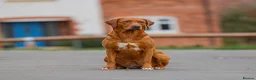 Labrador Retriever dogs for sale: Exceptional fully health tested dark red pups - Advert 8