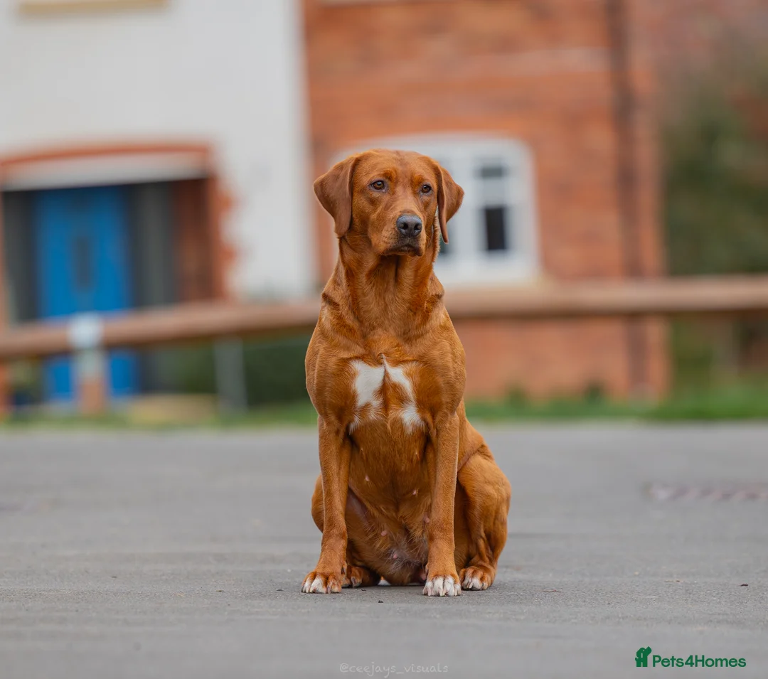 Labrador Retriever dogs for sale: Exceptional fully health tested dark red pups - Advert 8