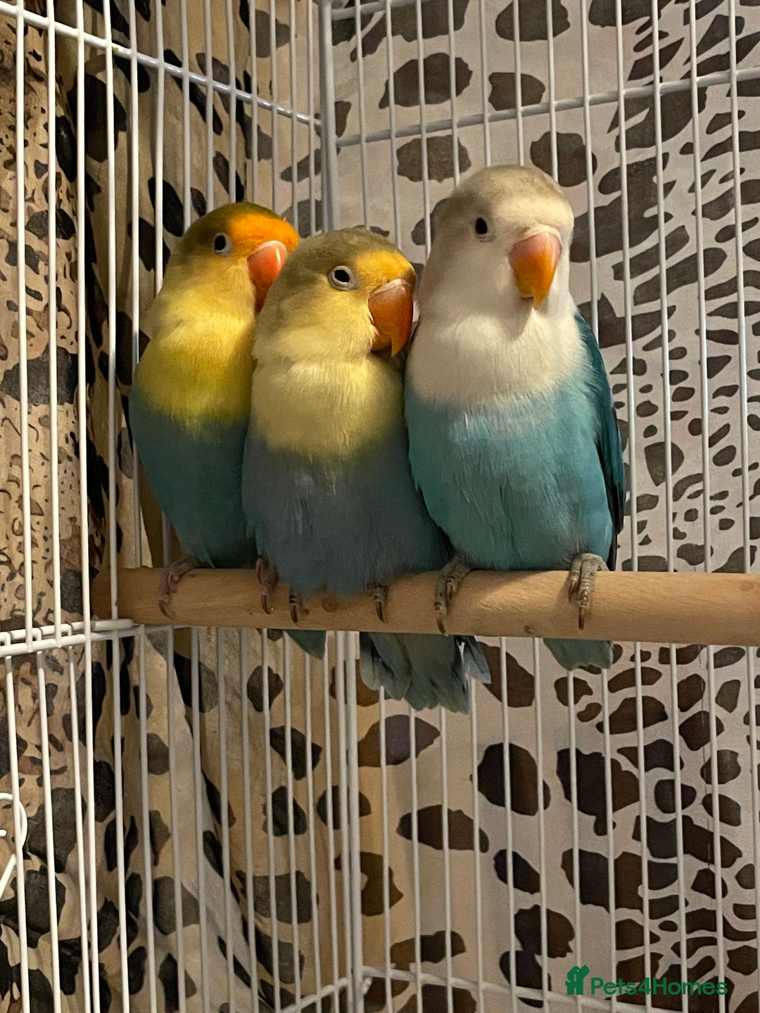 Lovebirds birds for sale: Beautiful babies so cute and beautiful colors  - Advert 4
