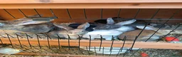 English rabbits for sale: Very nice  in Boston - Advert 3