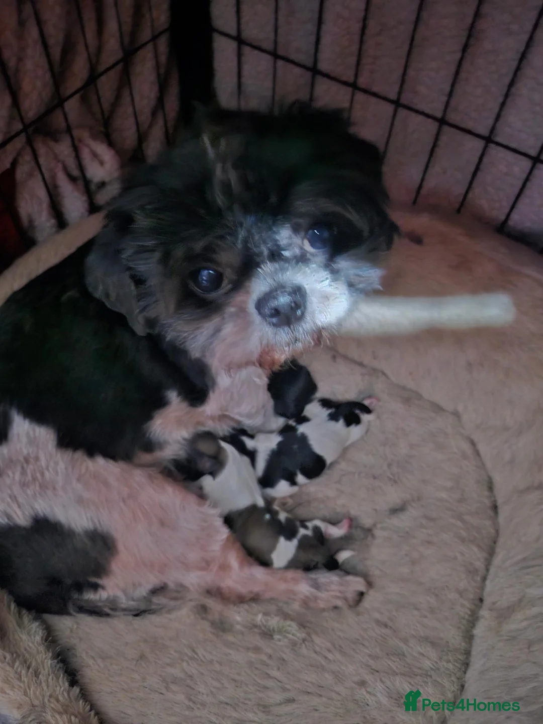 Mixed Breed dogs for sale: Shihpoms in Lincoln - Advert 1