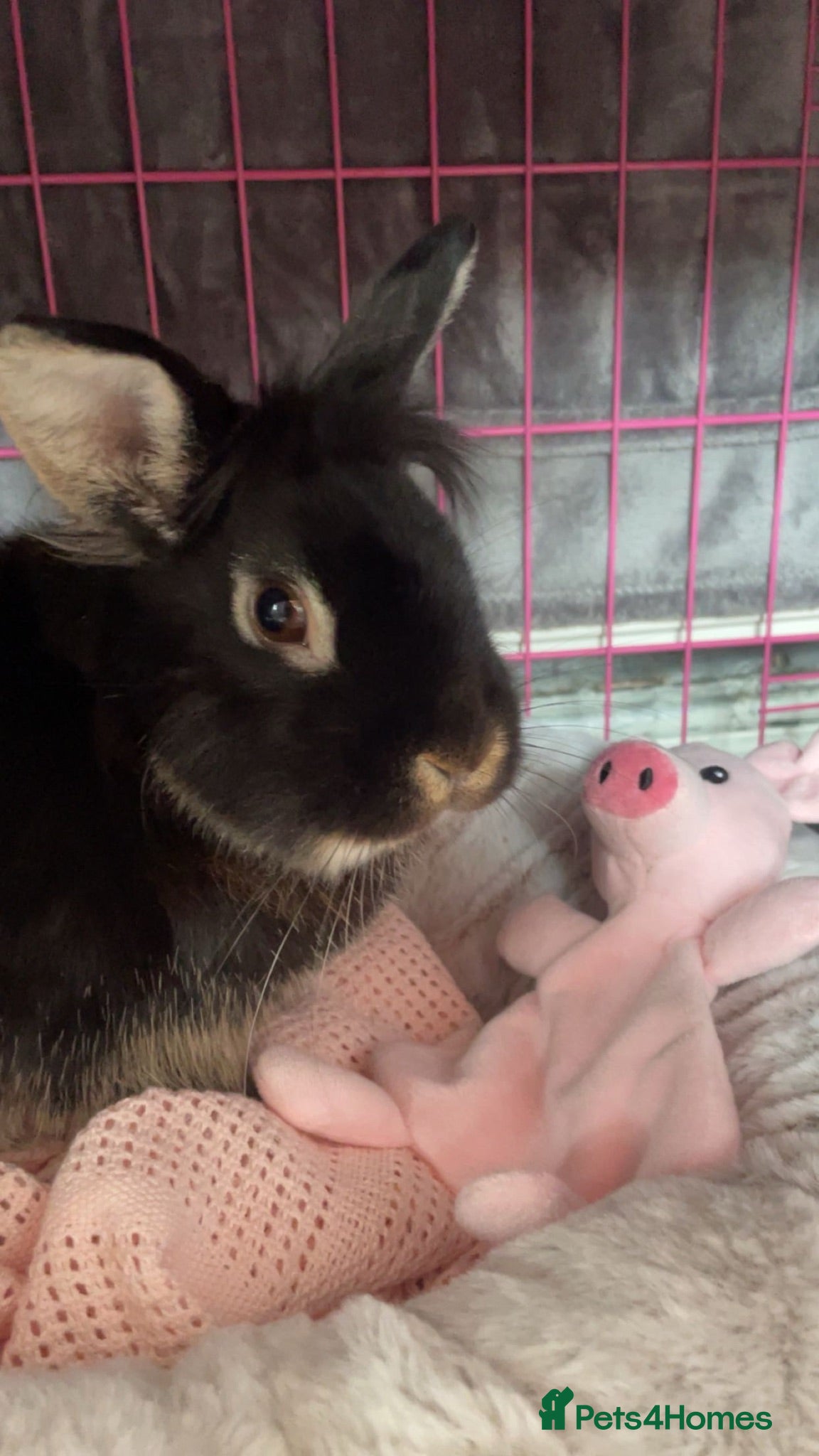Mini Lion Lop rabbits lion lop for sale  - Advert 1