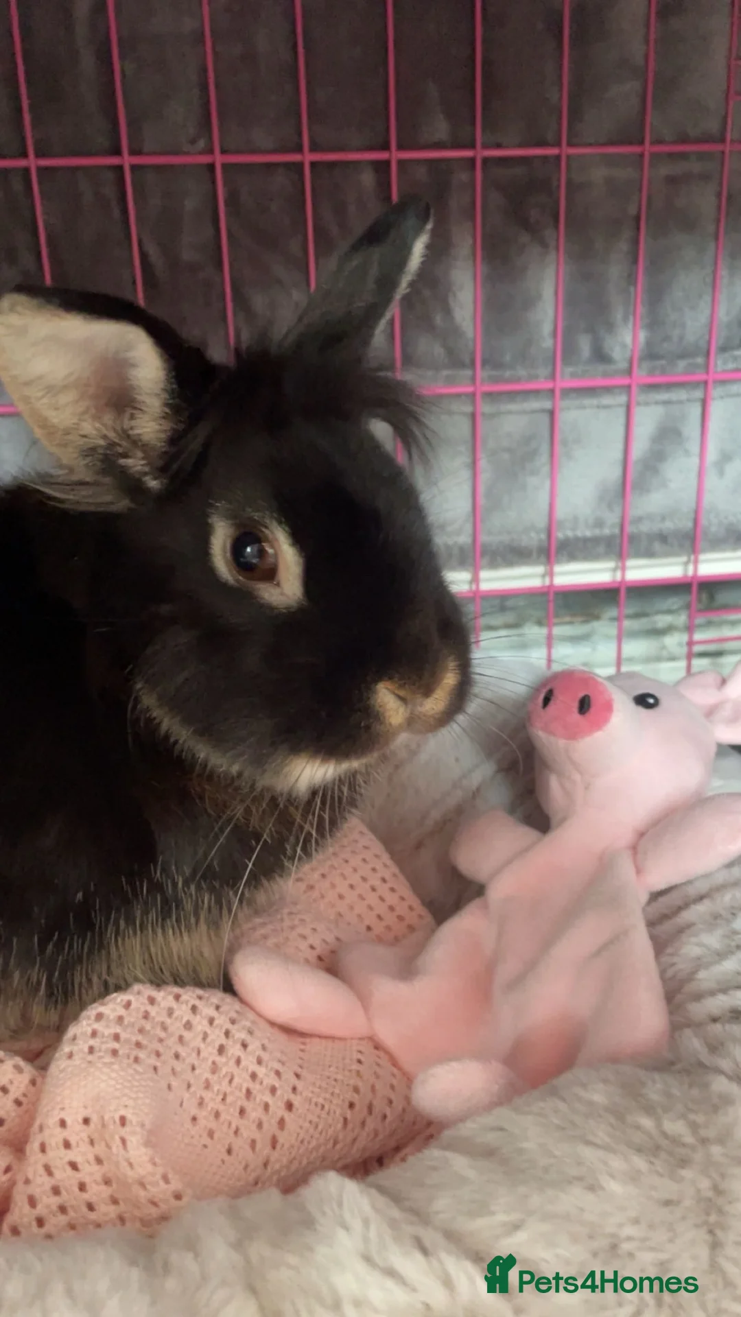 Mini Lion Lop rabbits for sale: lion lop for sale  in Bridgend - Advert 1