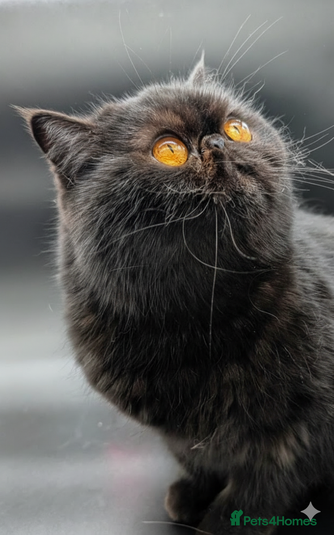 Exotic cats for sale: Stunning Solid Black Exotic Pedigree Female  - Advert 2