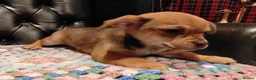 Chihuahua dogs for sale: Chihuahua Puppies for sale, Ready for loving homes - Advert 26