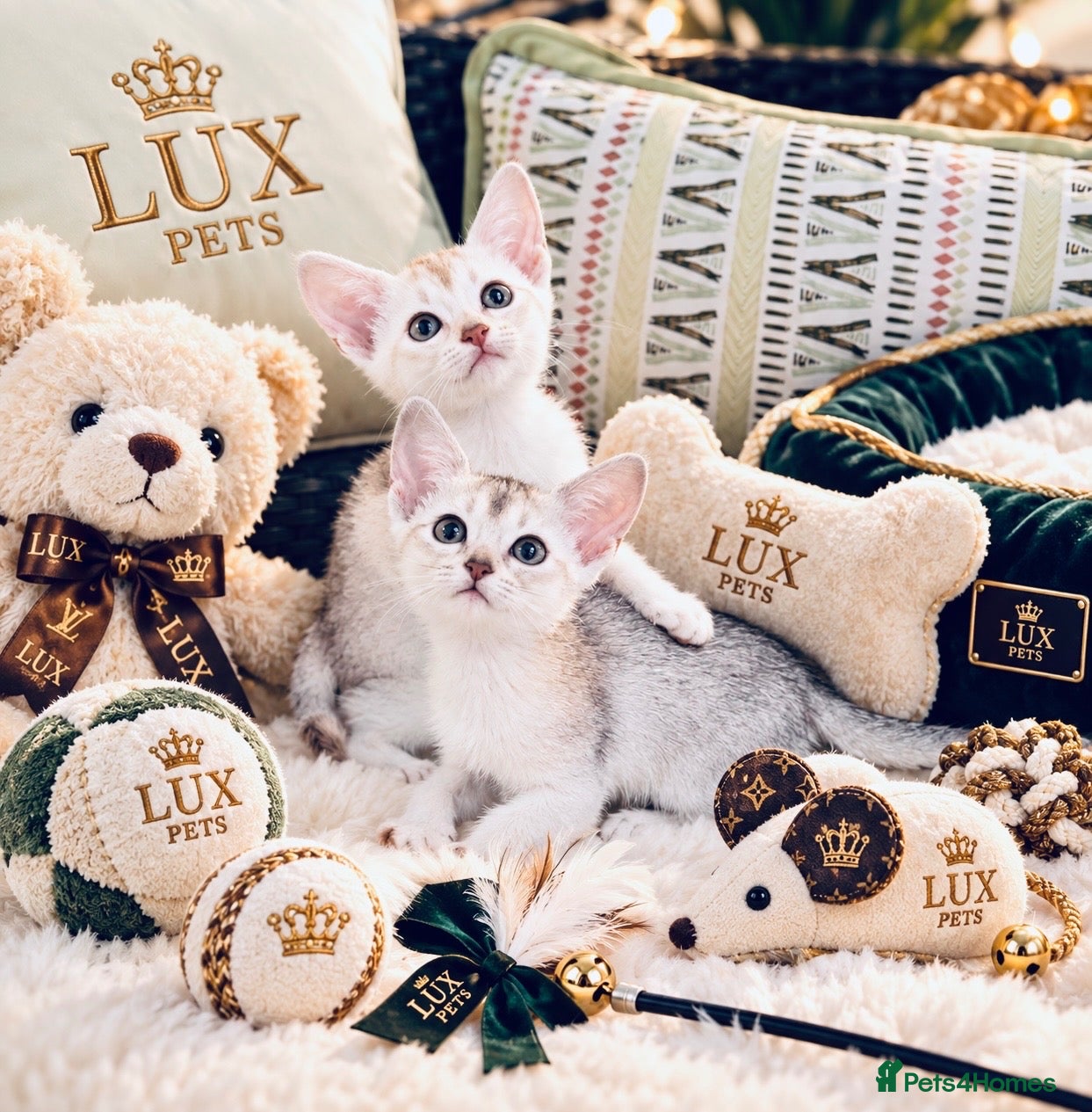 Abyssinian cats 🌟 CHAMPION LINES SILVER BLACK & SILVER CINNAMON  - Advert 1