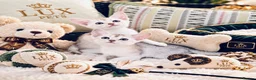 Abyssinian cats for sale: ✨ EXCEPTIONAL CHAMPION LINES – SILVER ABYSSINIAN ✨ - Advert 16