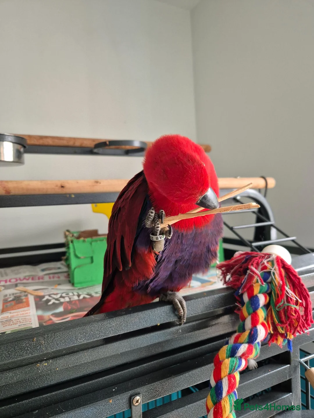 Parrots birds for sale: Eclectus parrot female 8 months old nearly in Preston - Advert 2
