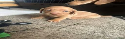 Miniature Dachshund dogs for sale: 2 beautiful dachshund boys left - Advert 5