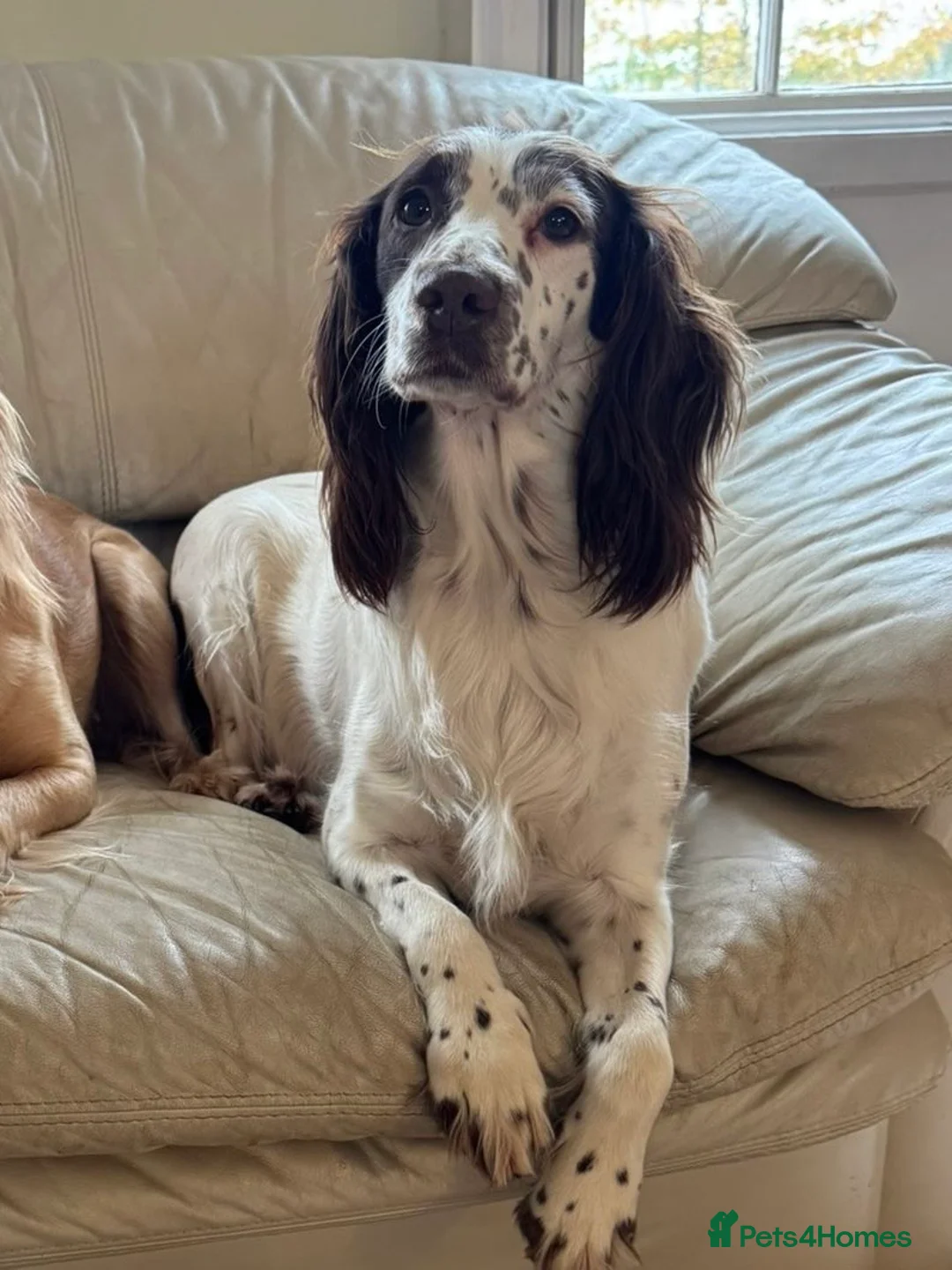 Sprocker dogs for sale: Docked Sprocker Spaniel Puppies - Advert 2