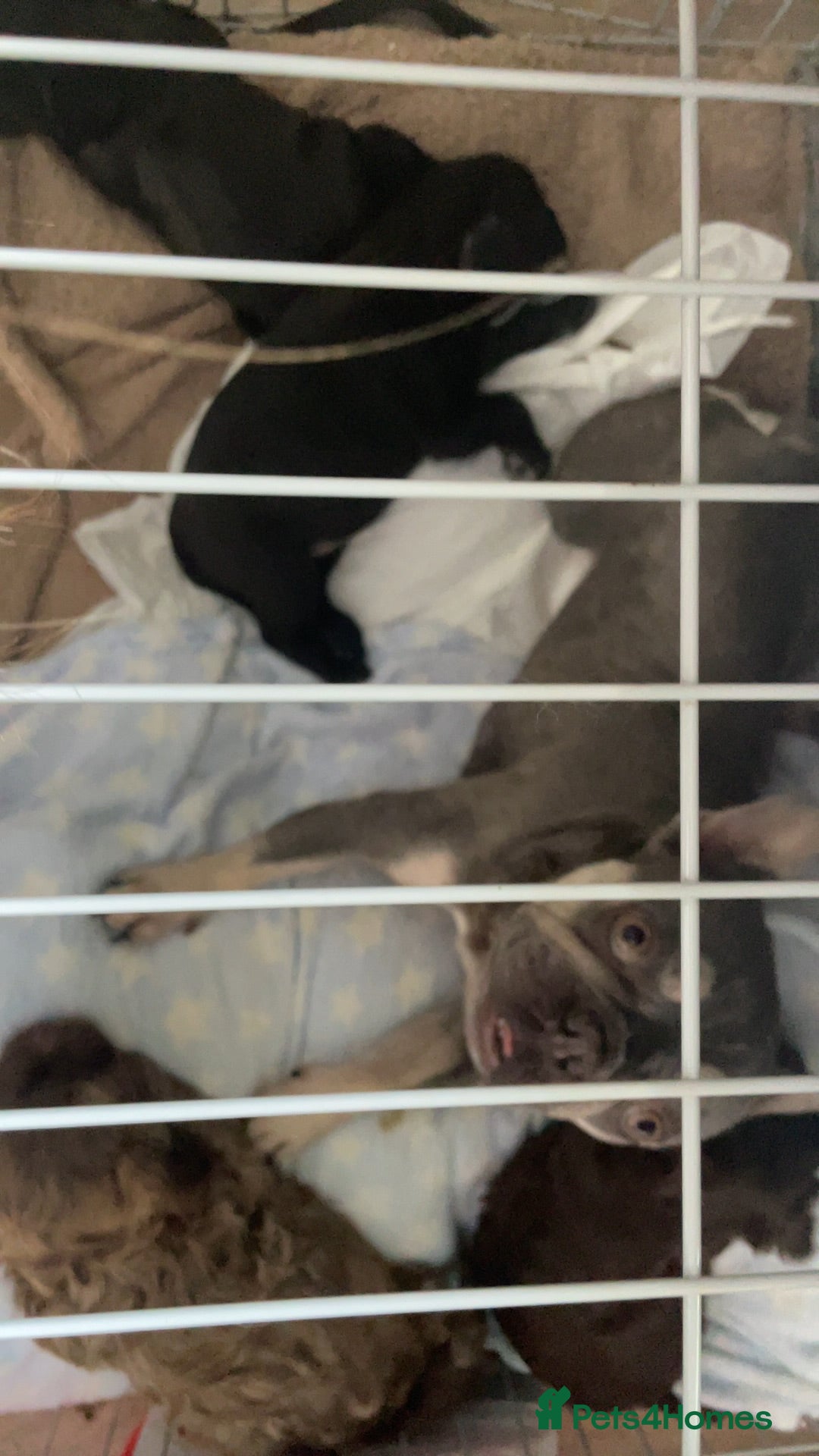Mixed Breed dogs for sale: Adorable Puppies Looking for Their Forever Homes - Image 10