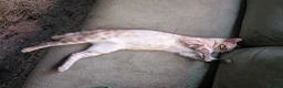 Mixed Breed cats for sale: Snow Lynx Bengal Male - Advert 3