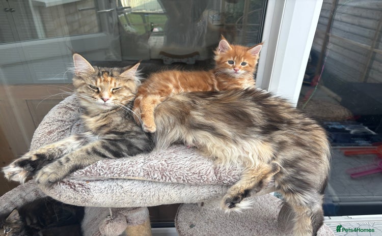 Maine Coon cats - Advert 6