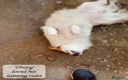 Mixed Breed dogs for adoption: Chory. Approx 6 years. **Urgent adoption**  - Advert 4