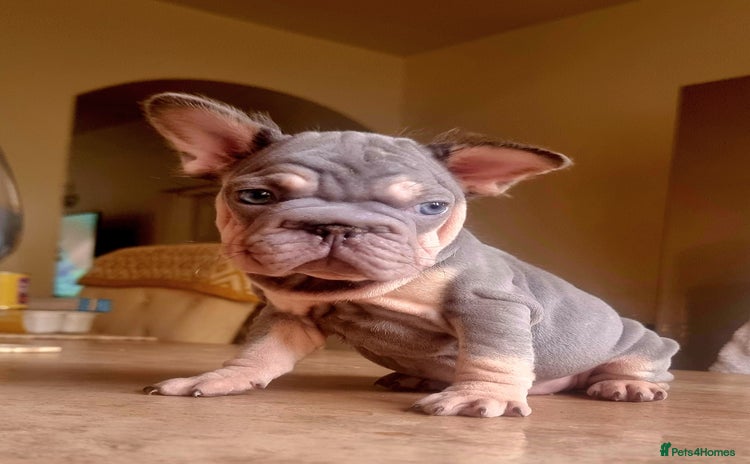 French Bulldog dogs - Advert 2