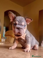 French Bulldog dogs - Advert 9