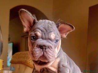 French Bulldog dogs - Advert 4