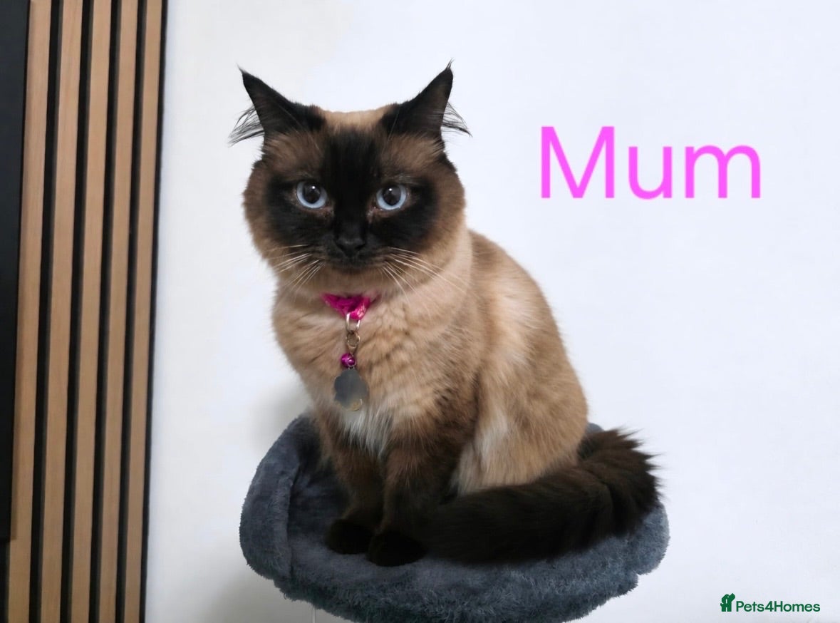 Ragdoll cats Kitten ragdoll for sale - Advert 1