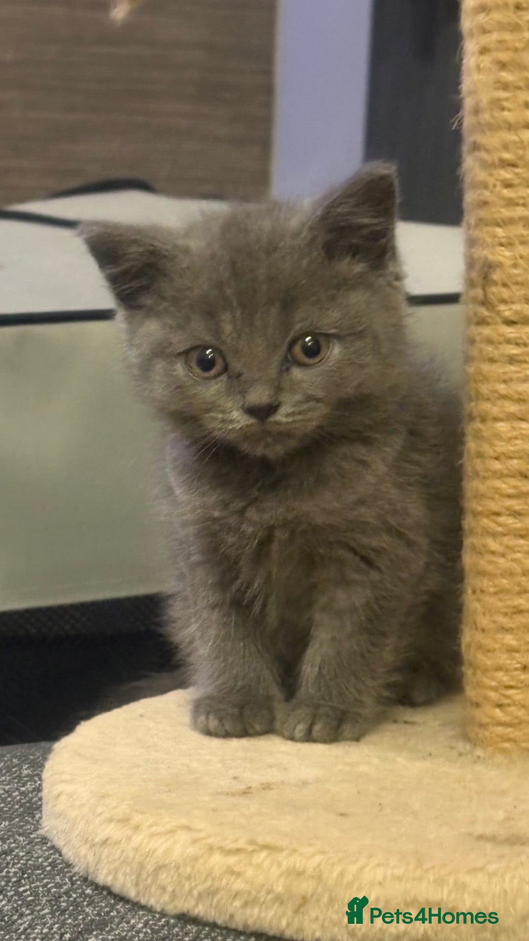 British Shorthair cats for sale: GCCF Registered 5 Generation British Shorthair - Image 1