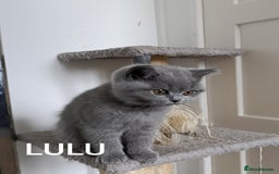 British Shorthair cats for sale: Blue British Shorthair kittens - Image 5