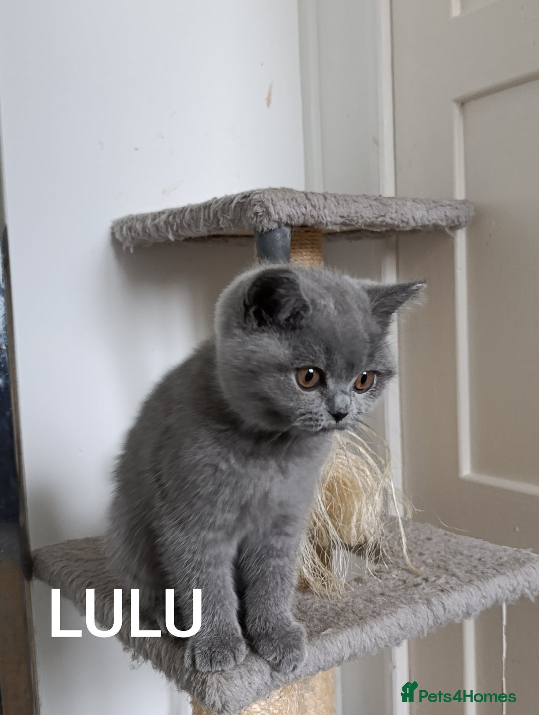 British Shorthair cats for sale: Blue British Shorthair kittens - Image 5