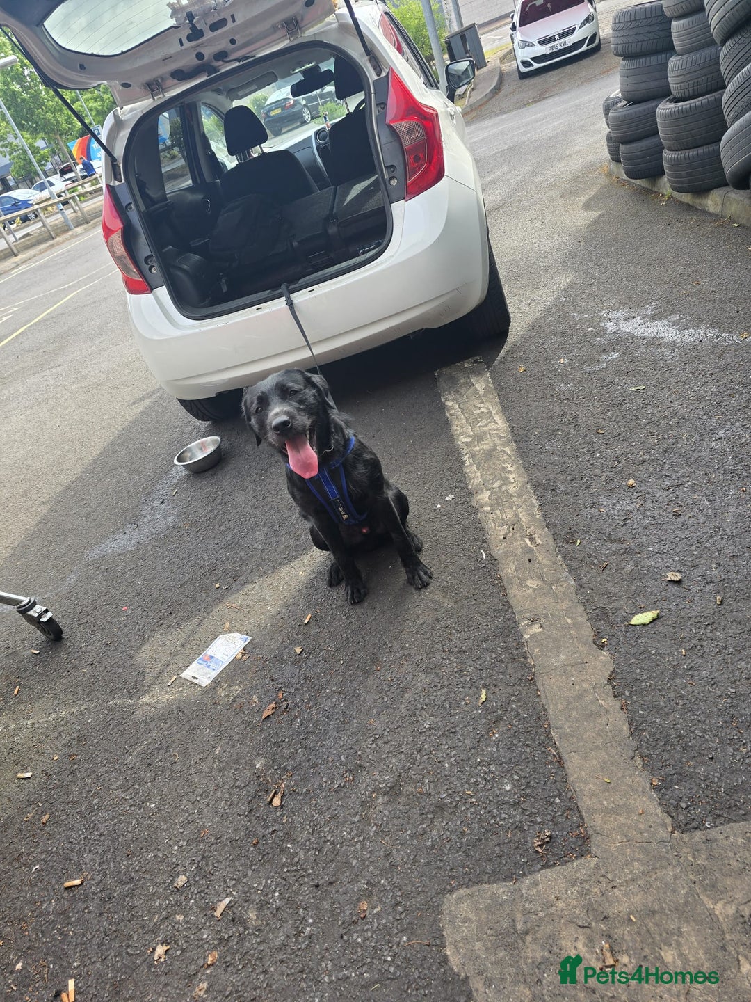 Mixed Breed dogs for adoption: 💙SCOUT- 16 month Lab cross fading in kennels💙 - Advert 17
