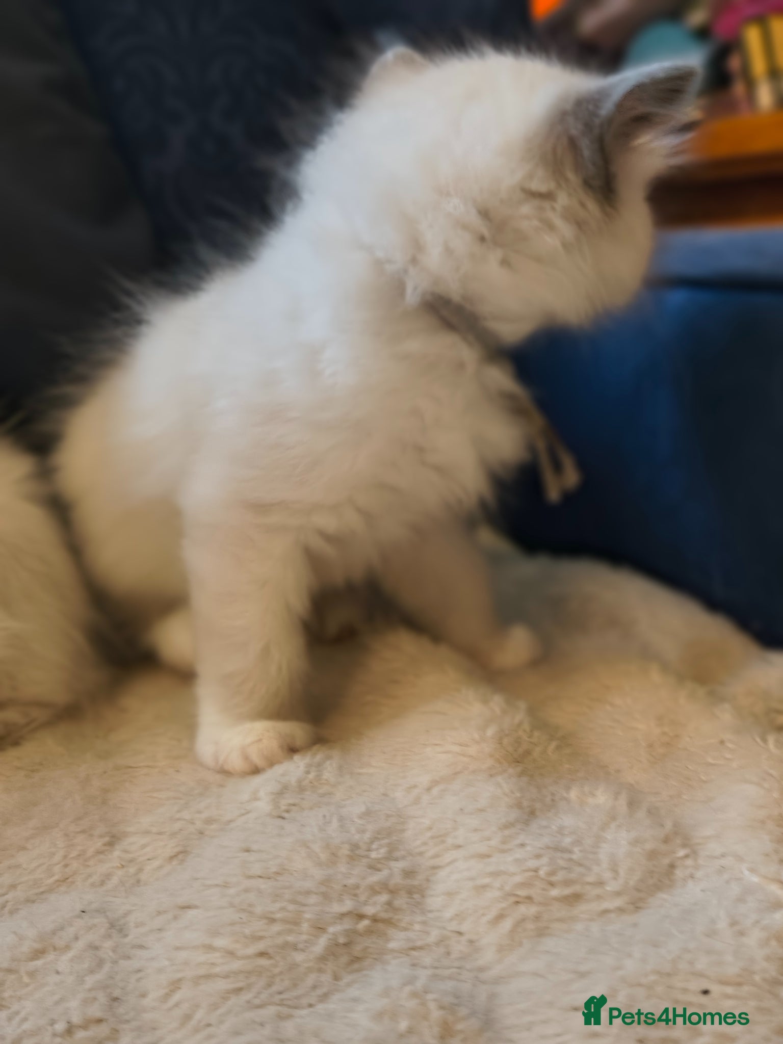 Ragdoll cats for sale: Blue mitted Ragdoll kittens - Advert 7