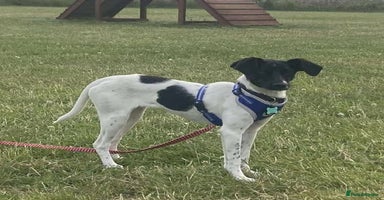 Mixed Breed dogs - Advert 2