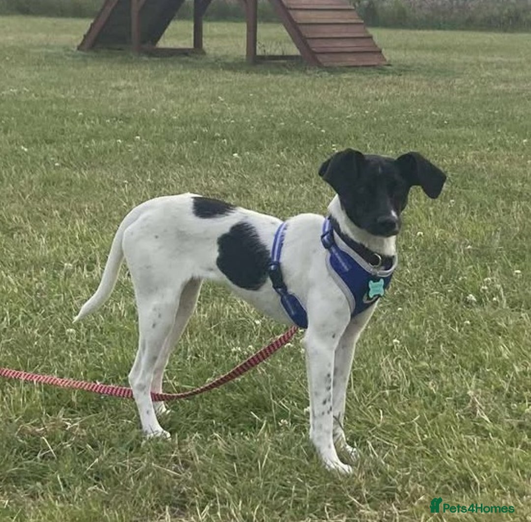 Mixed Breed dogs for adoption: STELLA - Small 10 mth old Pocket Pointer type girl - Image 2
