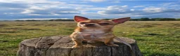 Chihuahua dogs for sale: Two Beautiful, Well-Socialised Chihuahua boys  - Advert 17
