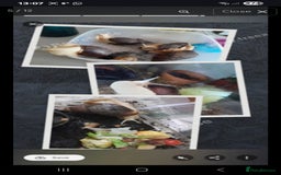 Snails invertebrates for sale: Albino giant African land snails- Fulica - Advert 1