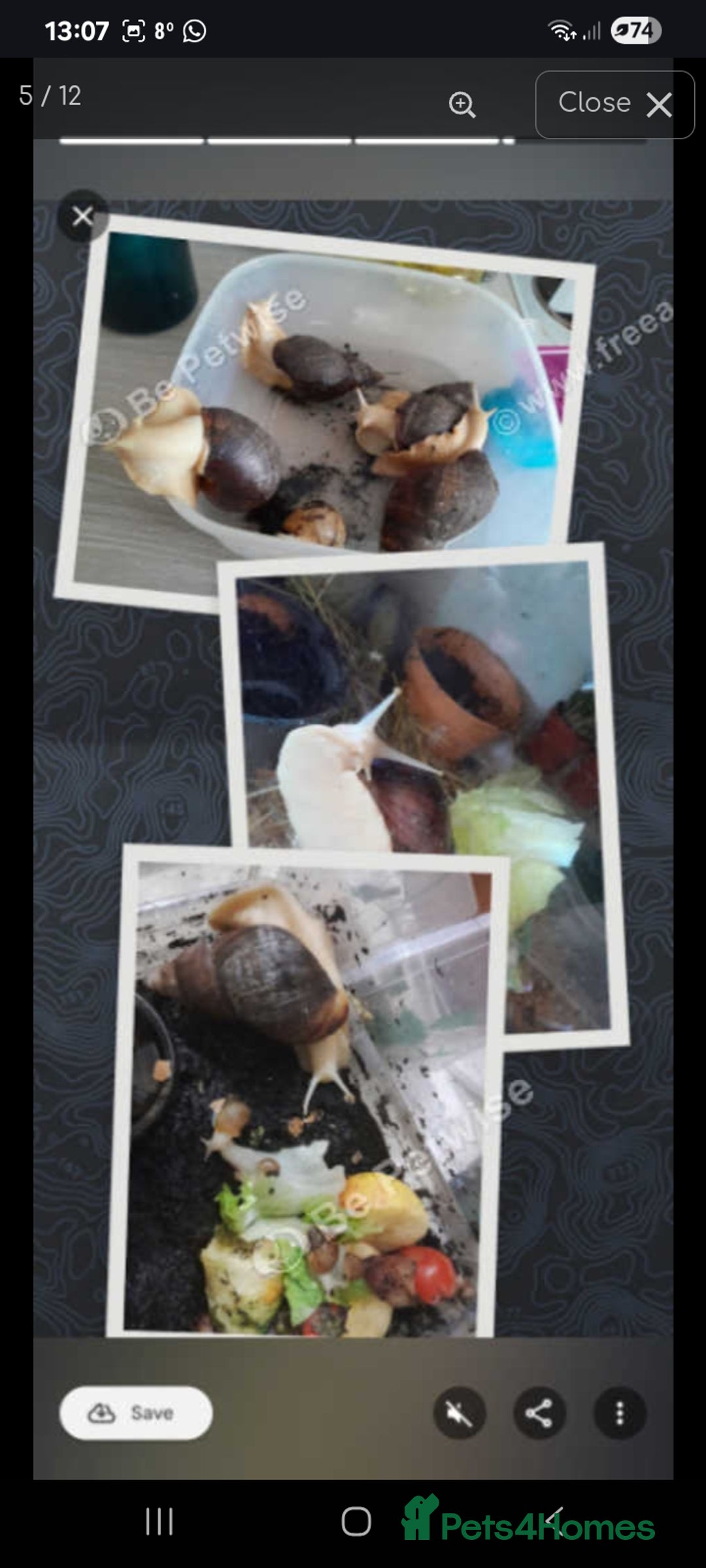 Snails invertebrates for sale: Albino giant African land snails- Fulica - Advert 1