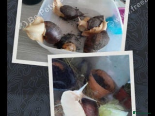 Snails invertebrates Albino giant African land snails- Fulica - Advert 1