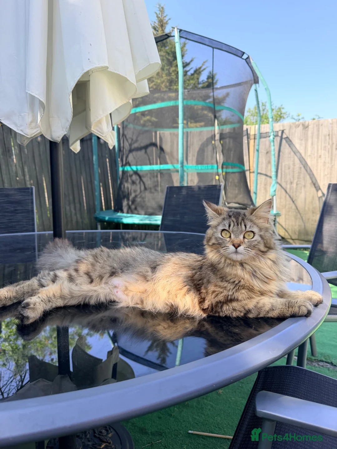 Mixed Breed cats for sale: Kitten  in Edgware - Advert 1